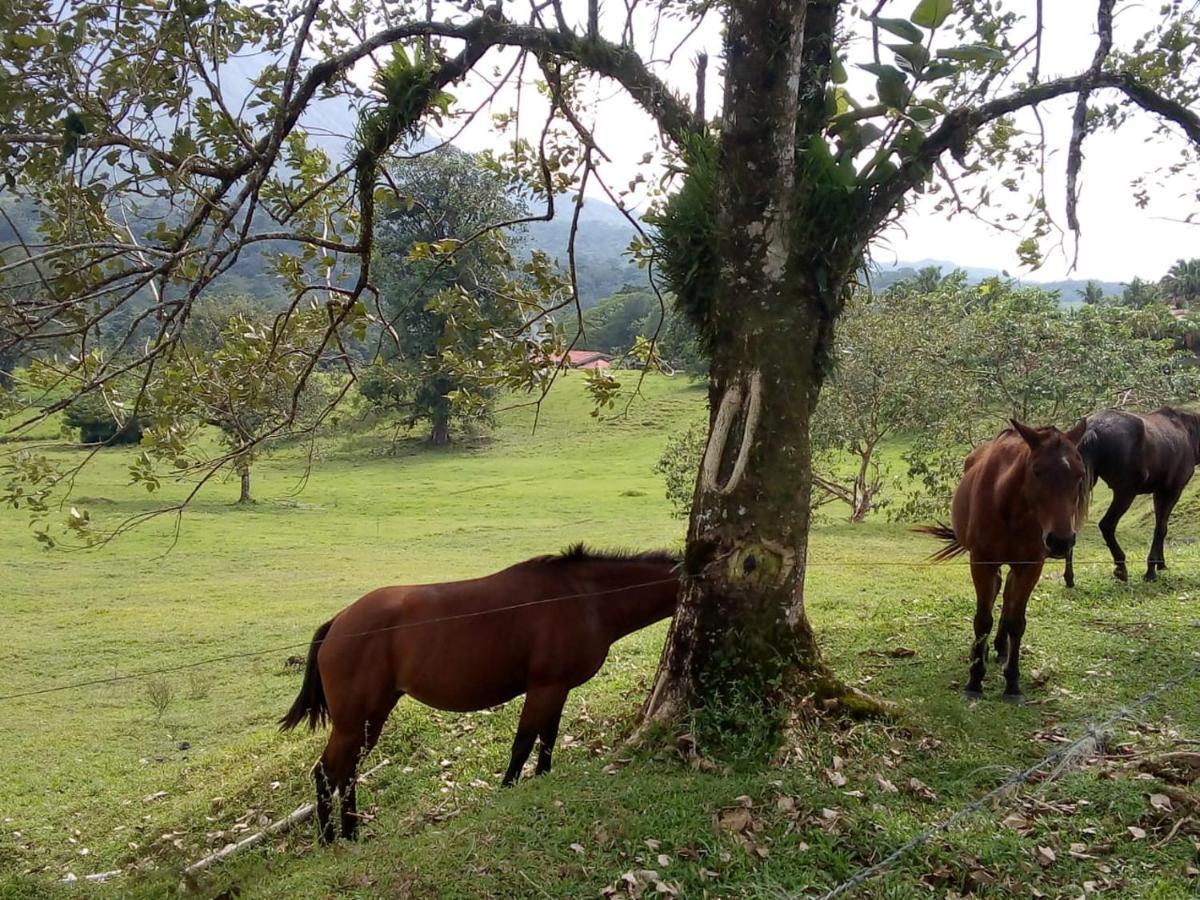 Casona Rustica & Bungalow La Fortuna 外观 照片